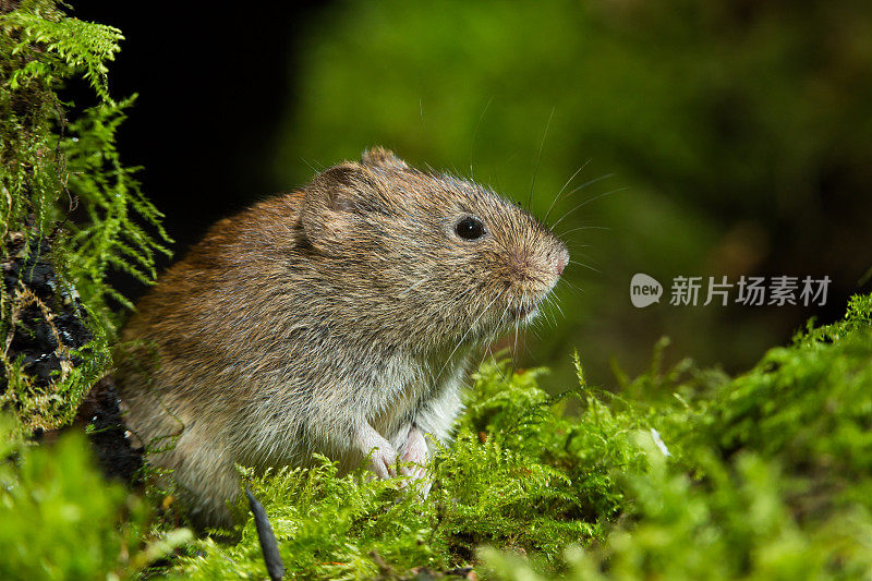 银行田鼠（Myodes glareolus）